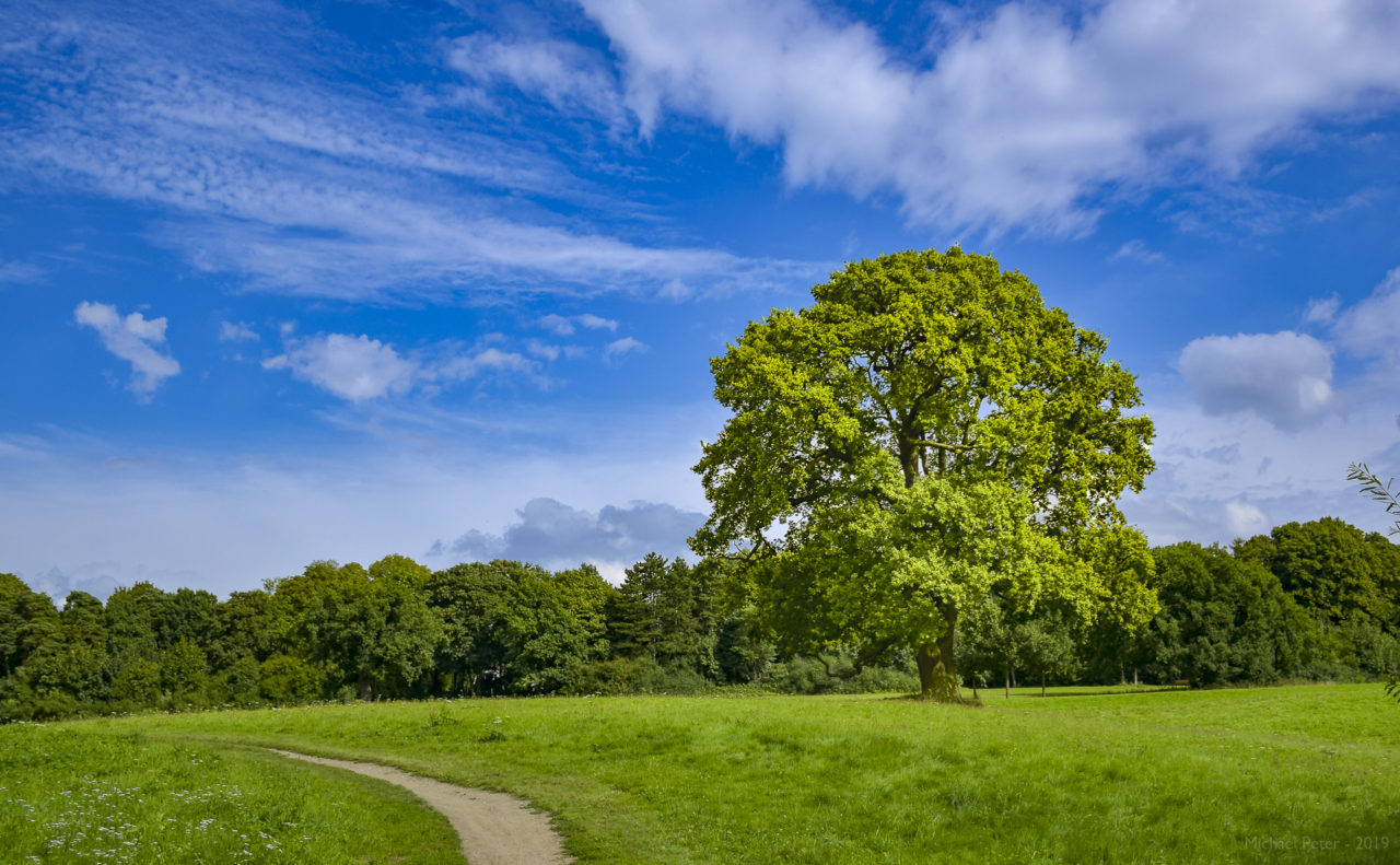 Sommer im Jenischpark