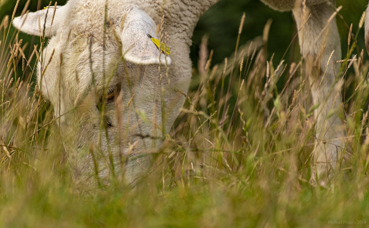 Ein Schaf weidete vorbei 